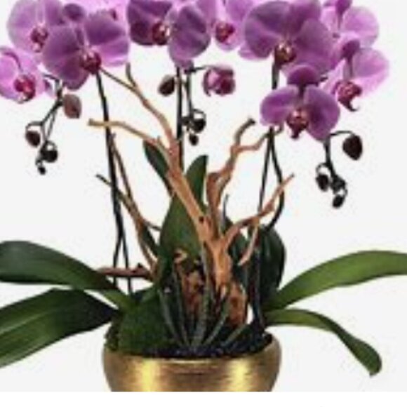 ADD $1 Beautiful Purple w Blue Orchid- Attract Nature to Garden 10 Flower Seeds - Picture 3 of 6